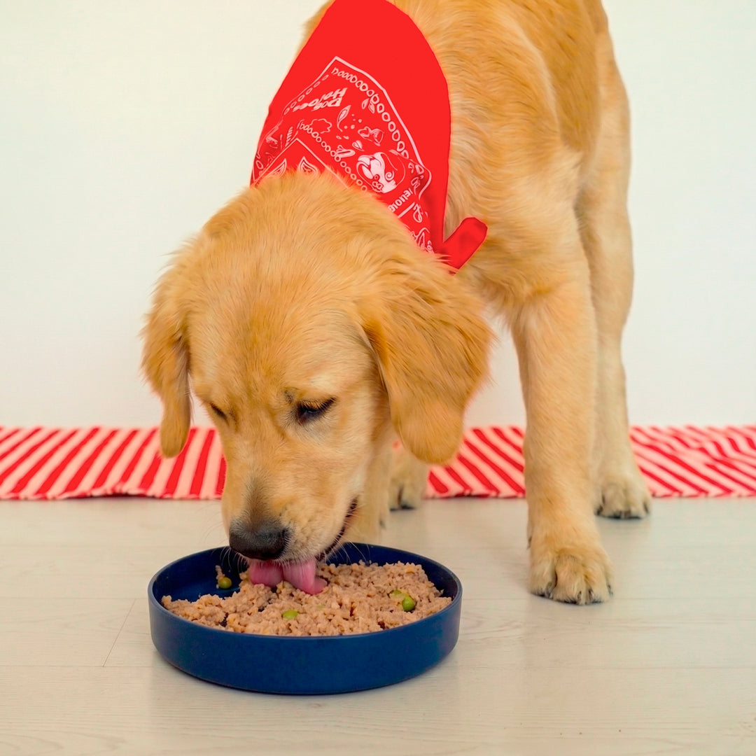 Lick Bowl | Ciotola alta con lick mat